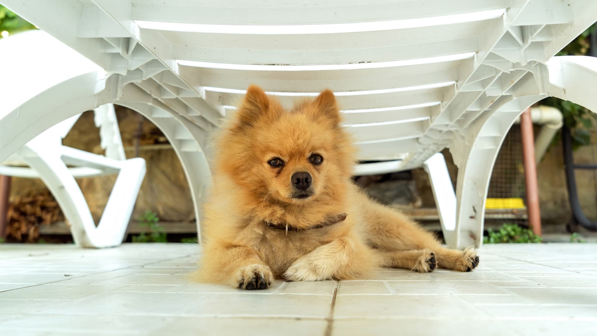 a pomeranian fur baby sitting underneath a chair