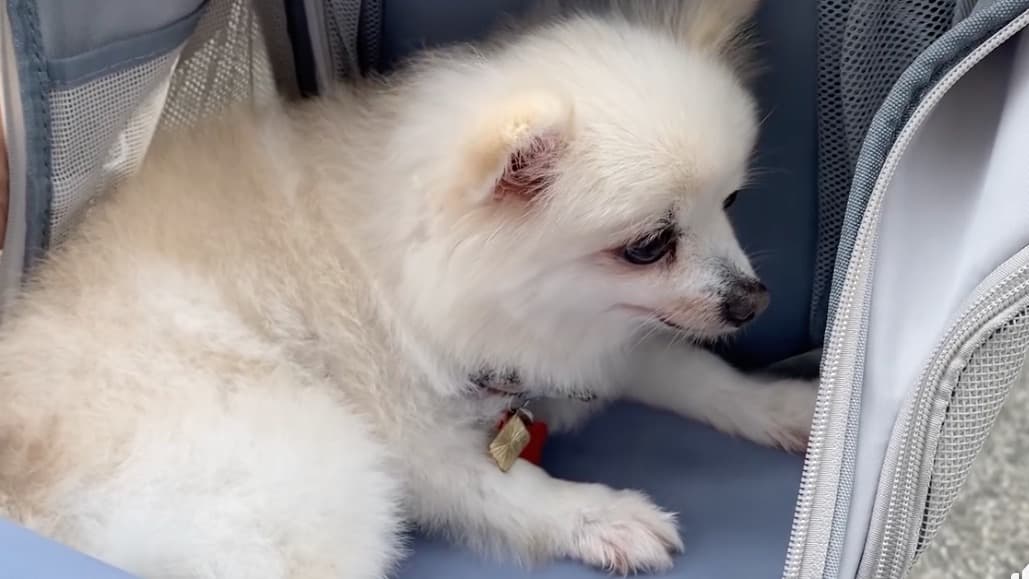 繁殖場救出來的 7 歲博美犬