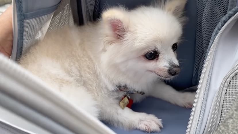 animal cruelty in Taiwan, Taiwan pet laws, animal welfare Taiwan, stop puppy mills, dogs and cats rights, Taiwan animal protection act, pet abuse Taiwan, adopt don’t shop, animals are not property, pet legal reform Taiwan