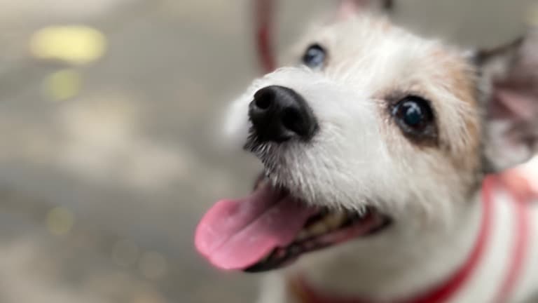 可愛的嚕嚕! 傑克羅素