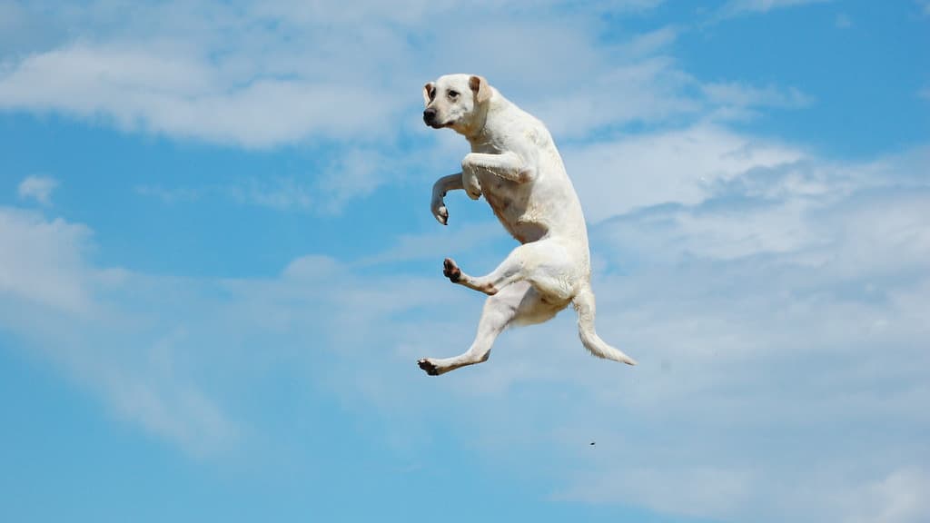 一隻狗跳起來
