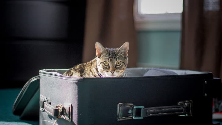 貓坐在行李箱裡